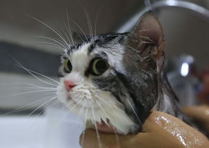 多久能给小猫洗澡吗