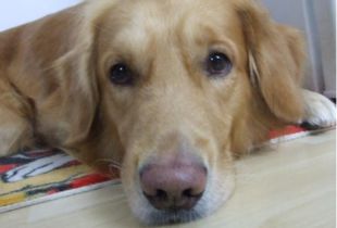 狗狗鼻子多久变黑