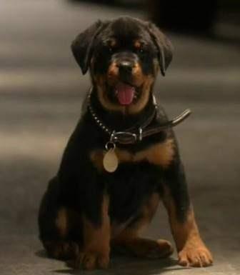 如何训练犬吠叫