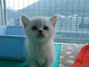 渐层宠物猫怎么样
