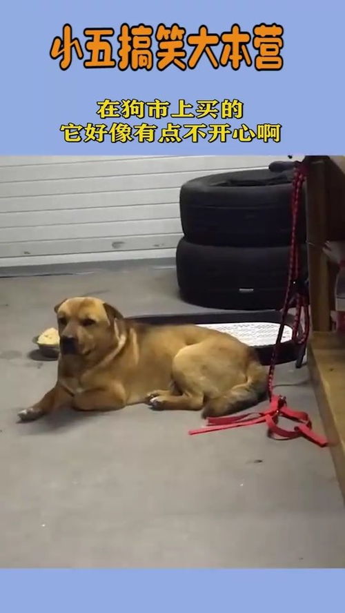 狗狗上哪里买