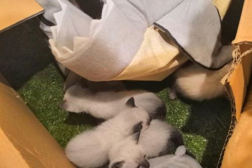 小猫断奶多久打疫苗