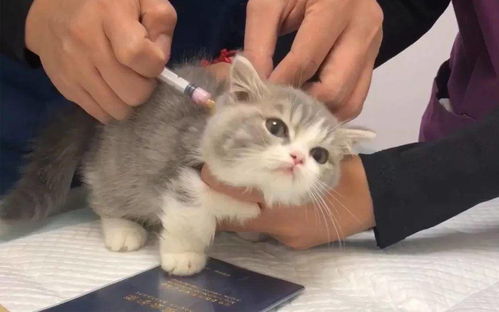 猫打针的地方在哪里