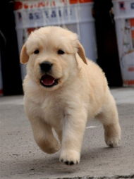 金毛幼犬长牙多久