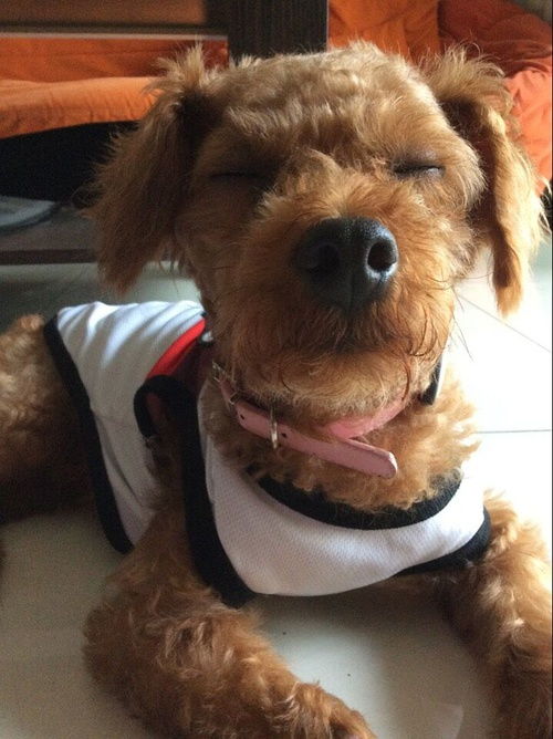 卡滋狗粮怎么样