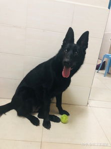 纯黑德国牧羊犬怎么样