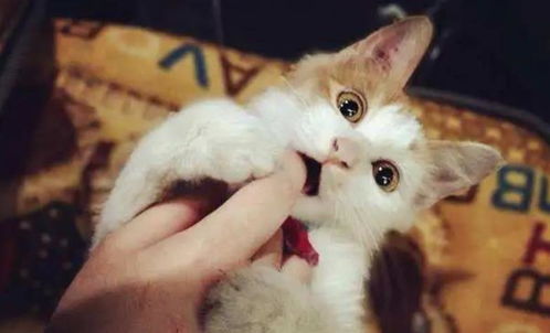 如何让猫咪不叫
