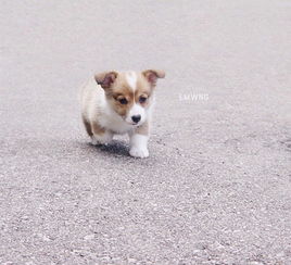 想买茶杯狗去哪里买