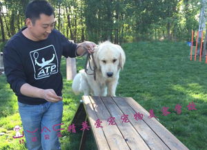 北京训犬学校哪个好