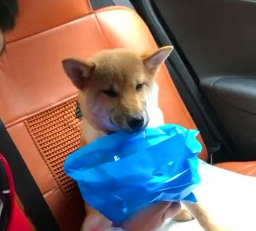 狗晕车症状持续多久