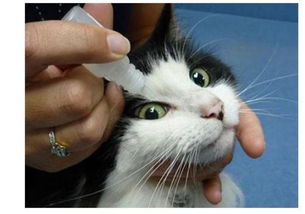 如何给猫点眼药水