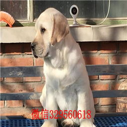 玉溪哪里买狗狗