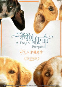 国内关于狗的电影有哪些