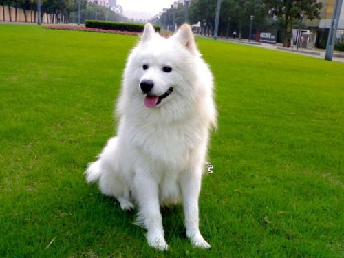 狗狗的泪痕多久会消失