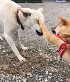 狗哪里可以打