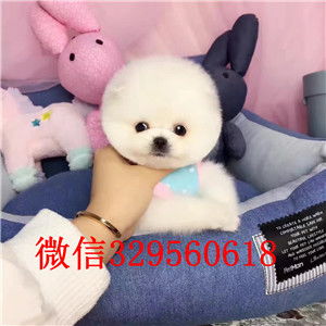 茶杯犬在哪里买最好