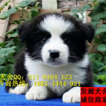 边牧狗是哪里的