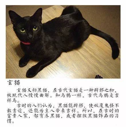 猫的品种有哪些中国