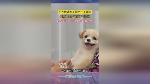 如何教狗谢谢