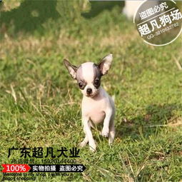 广州哪里有狗舍