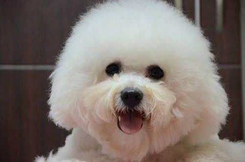 比熊犬最多长多久