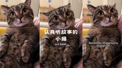 小猫不听话打哪里