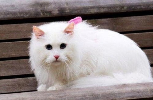 买狮子猫去哪里买