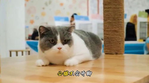 如何驯服公猫