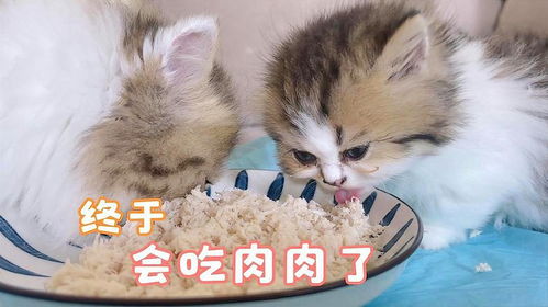 猫可以吃哪些肉