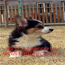 哪里能买到柯基犬