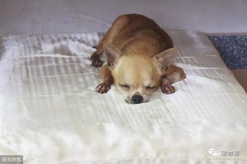 幼犬如何安心睡觉