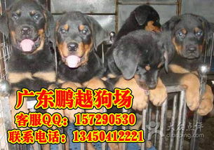 广州哪里有狗场