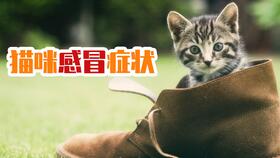 猫猫感冒了有哪些症状