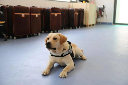 如何训练工作犬