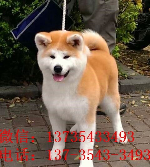 苏州秋田犬哪里有卖