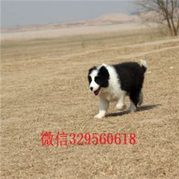 牧羊犬哪里有卖的