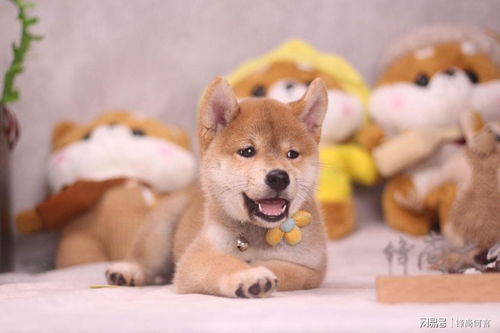 哪里可以买柴犬