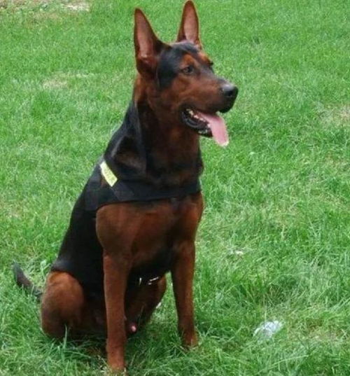 莱州红犬打野猪怎么样