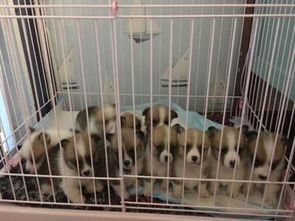 成都哪里卖狗便宜