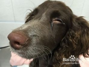 犬的口腔疾病有哪些症状