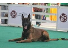 河北犬舍有哪些