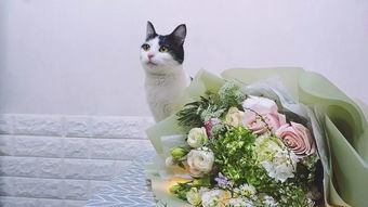 家有猫咪可以养哪些植物