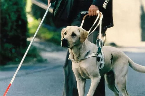 导盲犬是如何训练的