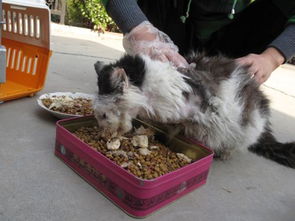 猫吃的鸡胸肉煮多久