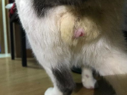 公猫绝育多久不会怀孕
