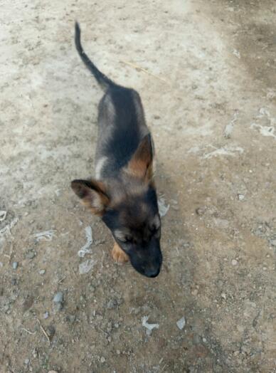 狼青和马犬哪个凶猛