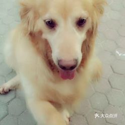哪里有训狗的店
