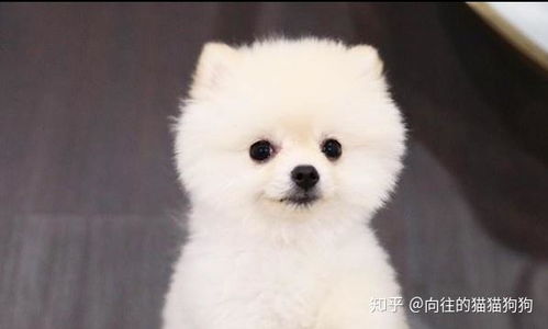 博美犬智力如何