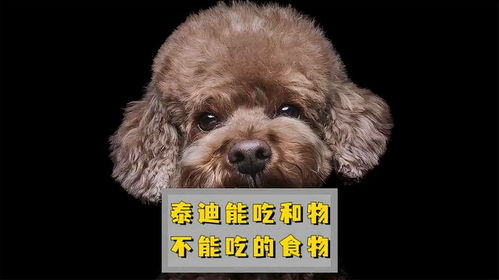 泰迪小狗不能吃哪些食物