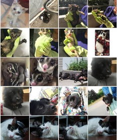 猫打完疫苗多久做绝育